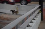 I tried to console it, but it would continue to look for it's nest.
